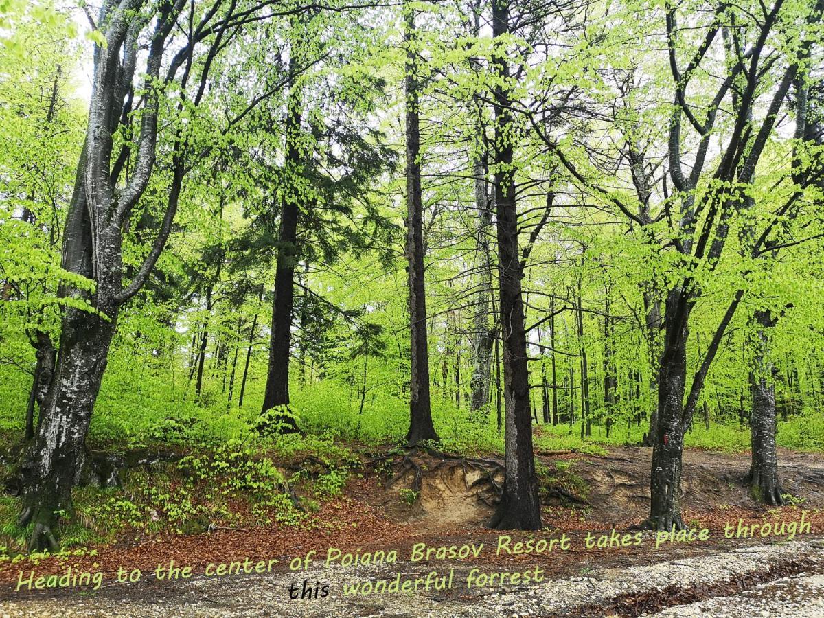 The Evergreen Nest - Silver Mountain 波亚纳布拉索夫 外观 照片